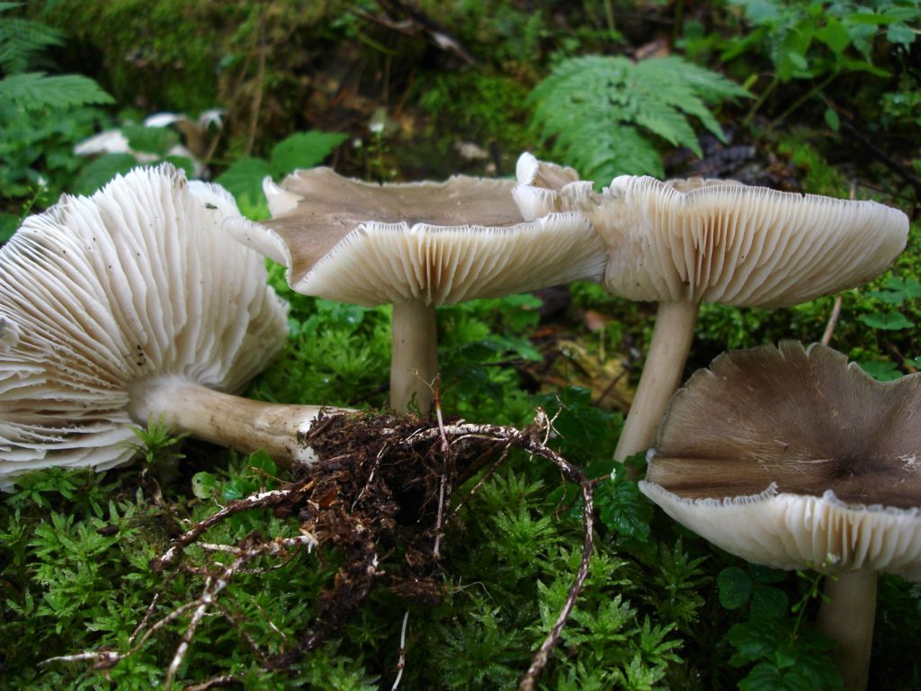 Megacollybia platyphylla? 01.08.06